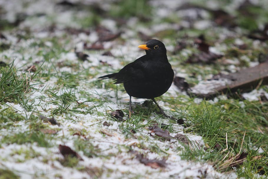 blackbird, songbird, winter, close, blackbird male, plumage
