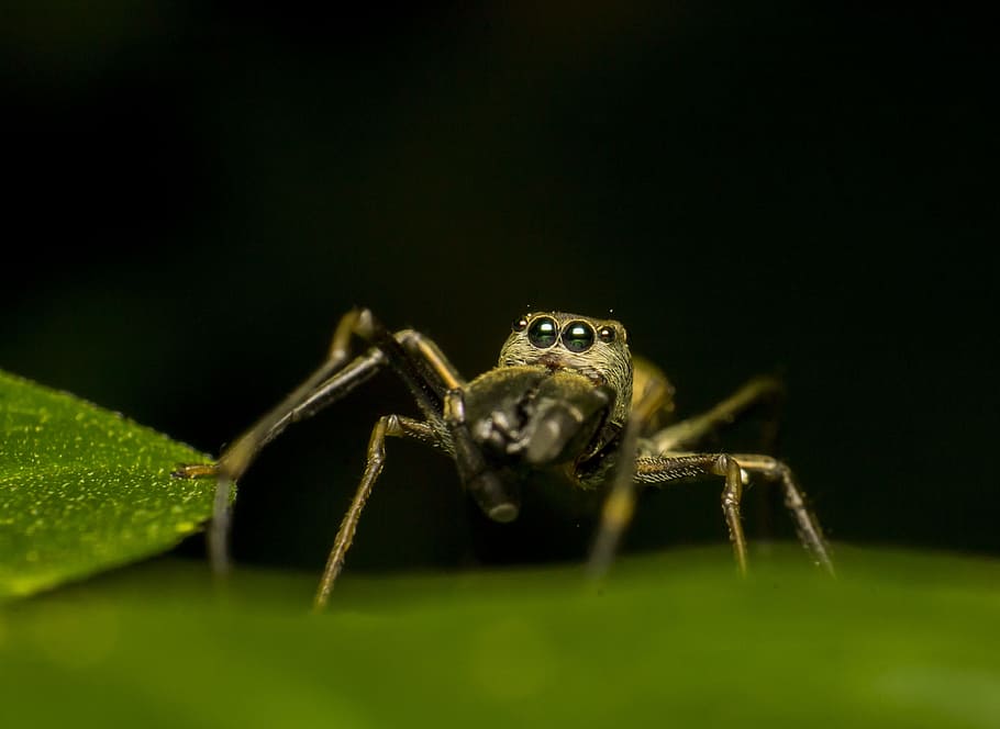 Spider, Macro, Nature, Insect, Small, bug, creature, animal HD wallpaper