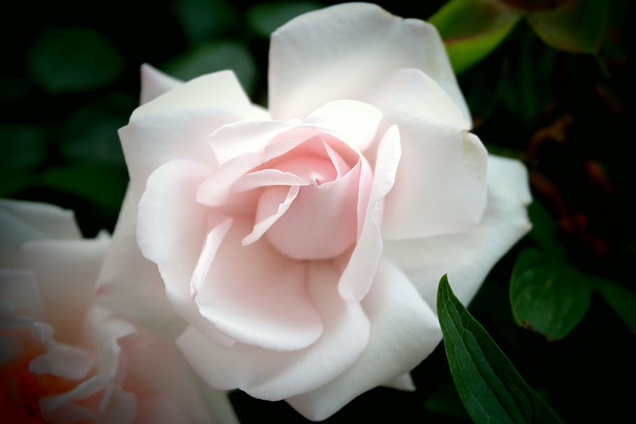 white, rose, flowers, view, decorative, flowering plant, vulnerability HD wallpaper