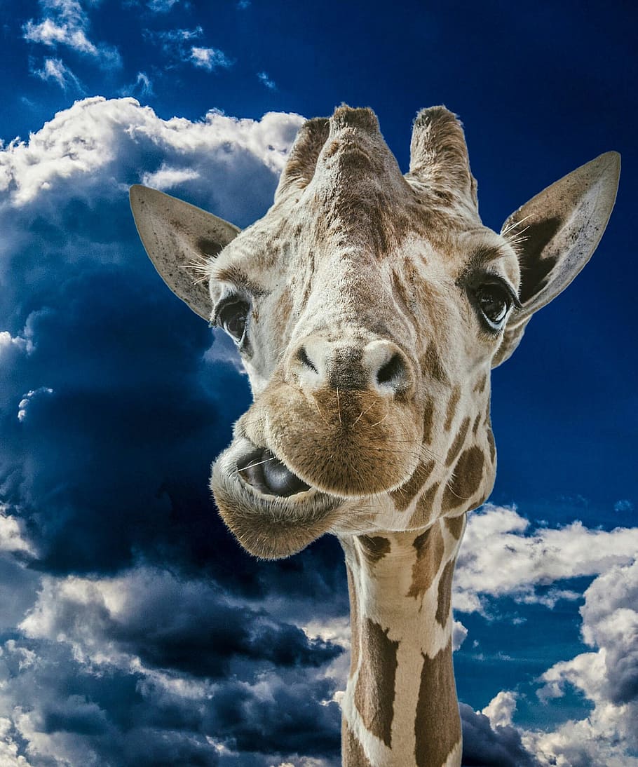 giraffe, funny, clouds, sky, wild, animal, head, wild animal HD wallpaper
