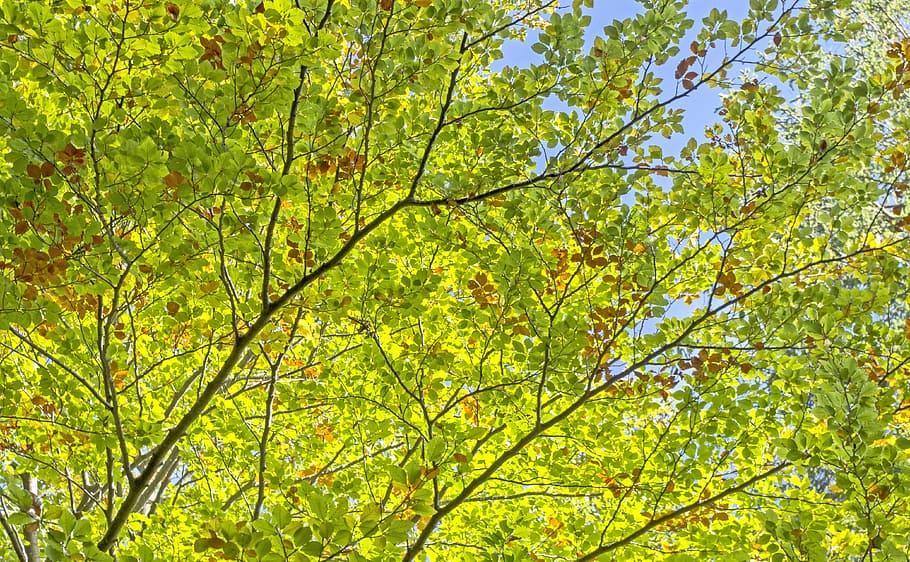 trees, leaves, green, hell, light, nature, forest, branches HD wallpaper