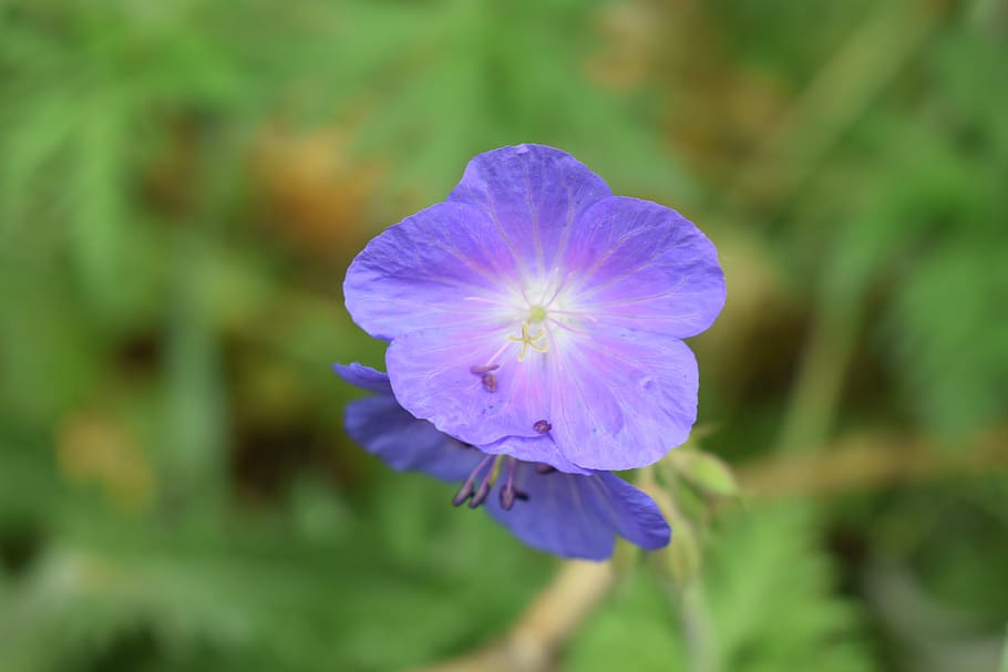 Wildflower, Delicate, Summer, blue, macro, floral, nature, beauty in nature HD wallpaper