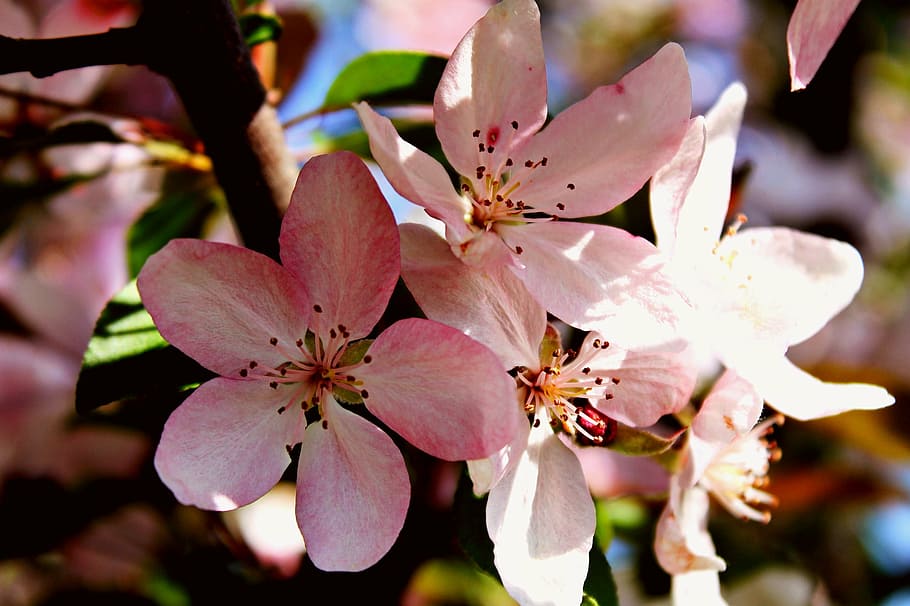 spring, cherry, flowers, cherry blossoms, pink, flowering plant HD wallpaper