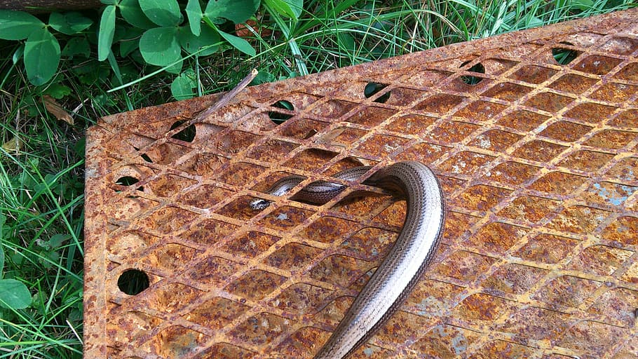 slow worm, lizard, grid, stainless, animal, reptile, animal world HD wallpaper