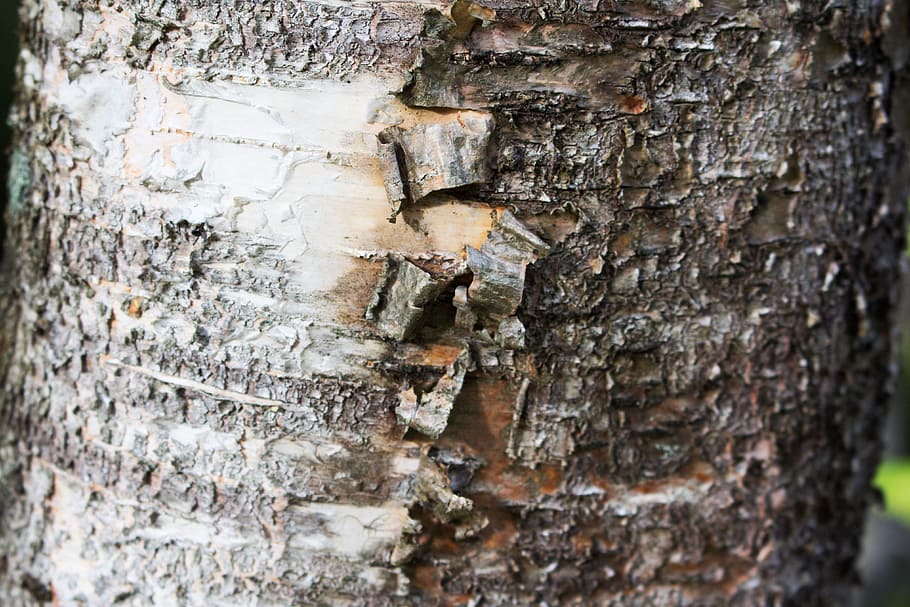 texture, tree, wood, nature, timber, pattern, surface, natural HD wallpaper