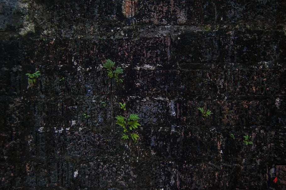 brick wall, algae, old, texture, pattern, dirty, stone, architecture, HD wallpaper