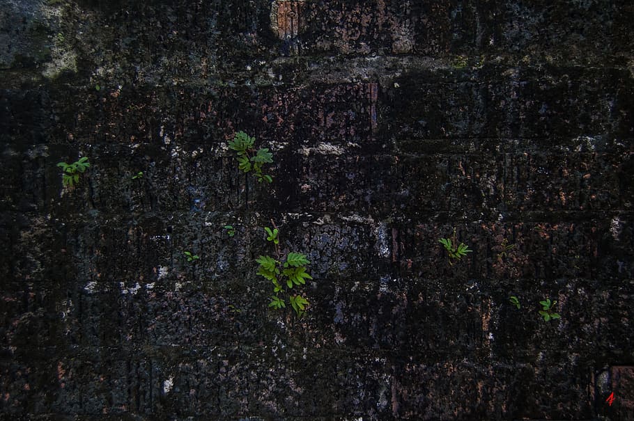 brick wall, algae, old, texture, pattern, dirty, stone, architecture HD wallpaper