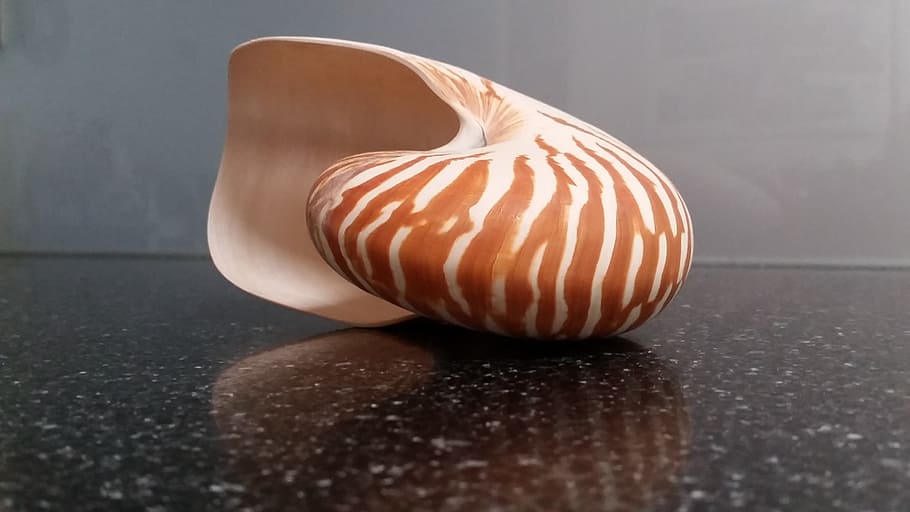 brown seashell, exotic, tropical, nature, ocean, summer, beach HD wallpaper