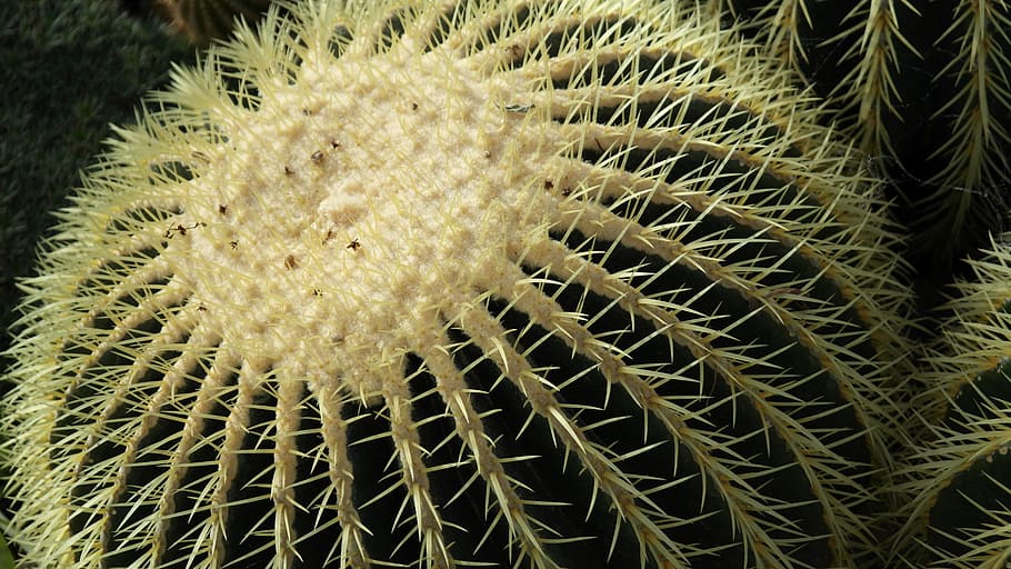 Cactus, Cactaceae, Echinocactus Grusonii, globose, prickly HD wallpaper