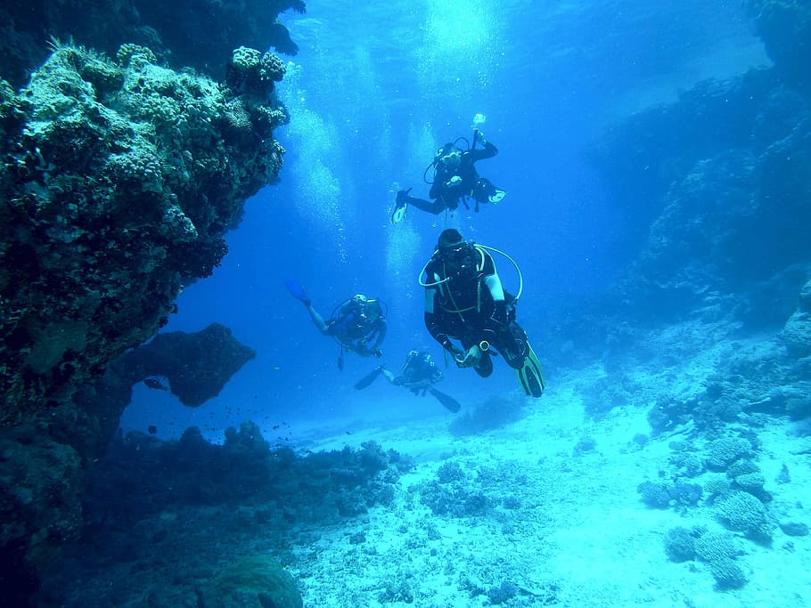 several divers near corals during daytime, diving, underwater HD wallpaper