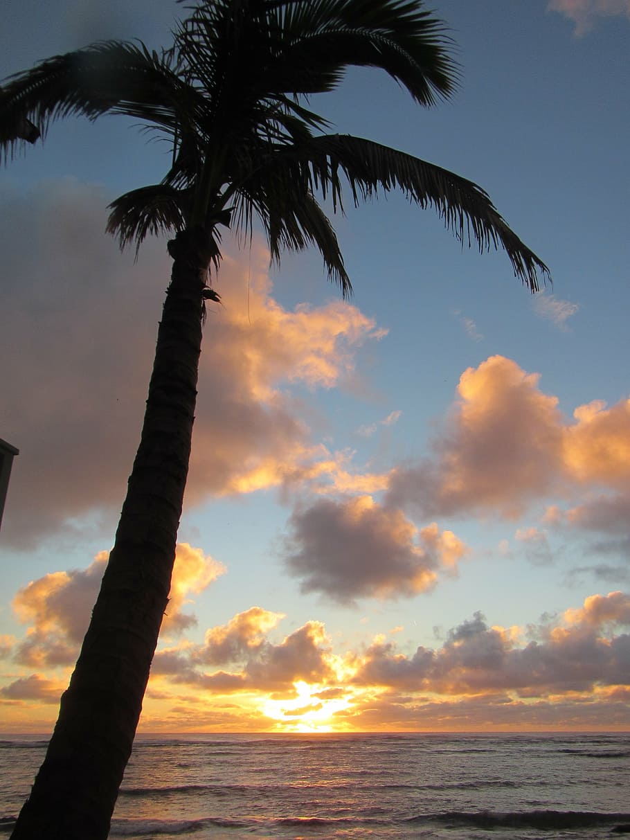 palm, palm tree, trunk, hawaii, ocean, sunrise, sea, sunset HD wallpaper