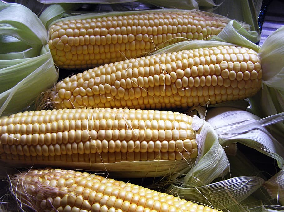 vegetable, corn, harvest, food and drink, corn on the cob, wellbeing HD wallpaper