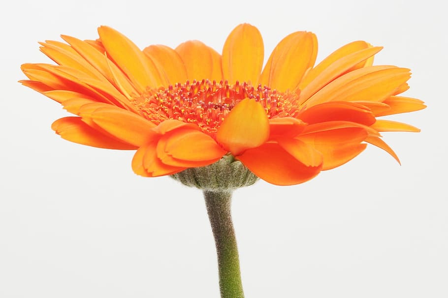 Gerbera, Flower, Spring, germini, blossom, bloom, affection HD wallpaper