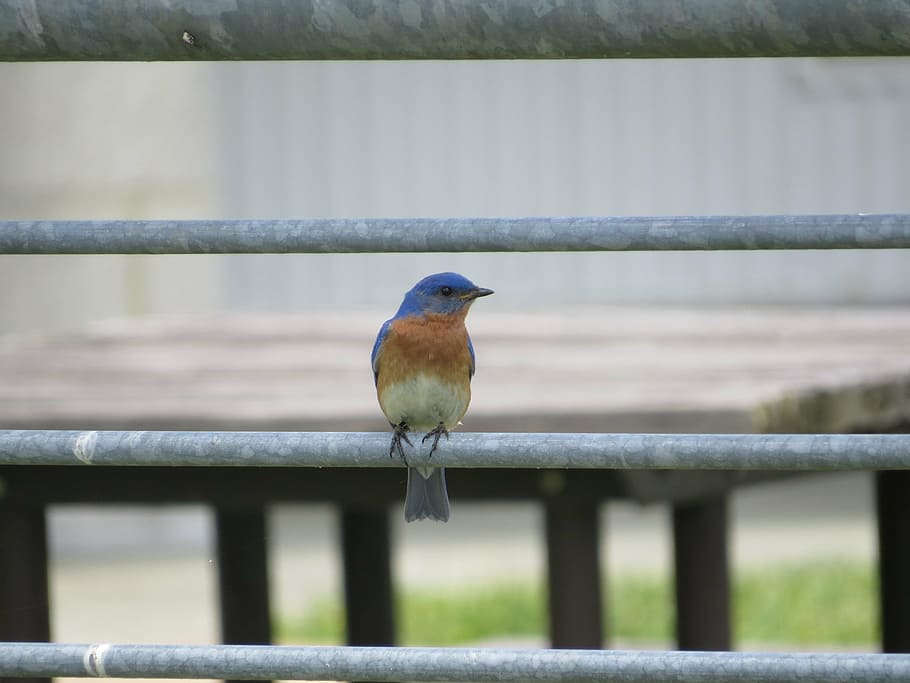 eastern bluebird, perched, railing, looking, portrait, close up HD wallpaper