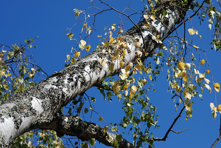 tree, nature, forest, trees, plant, low angle view, branch HD wallpaper