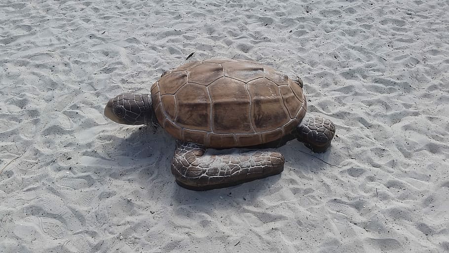 Turtle, Sand, Ft Myers, Beach, ft myers beach, sea, no people HD wallpaper