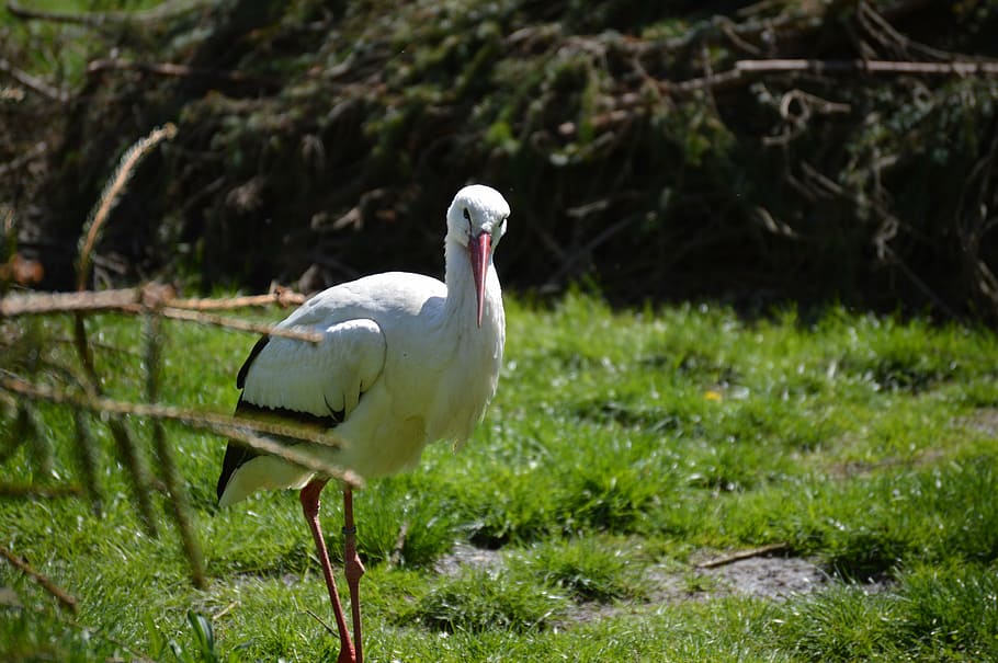 stork, bird, plumage, fly, animal themes, vertebrate, animal wildlife HD wallpaper