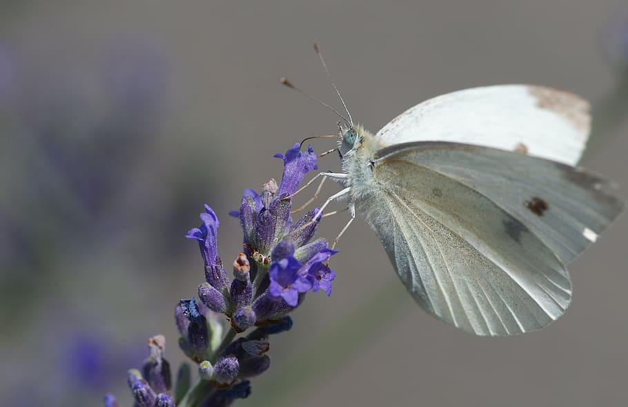 butterfly, cabbage, insect, white, animal, flower, flowering plant HD wallpaper