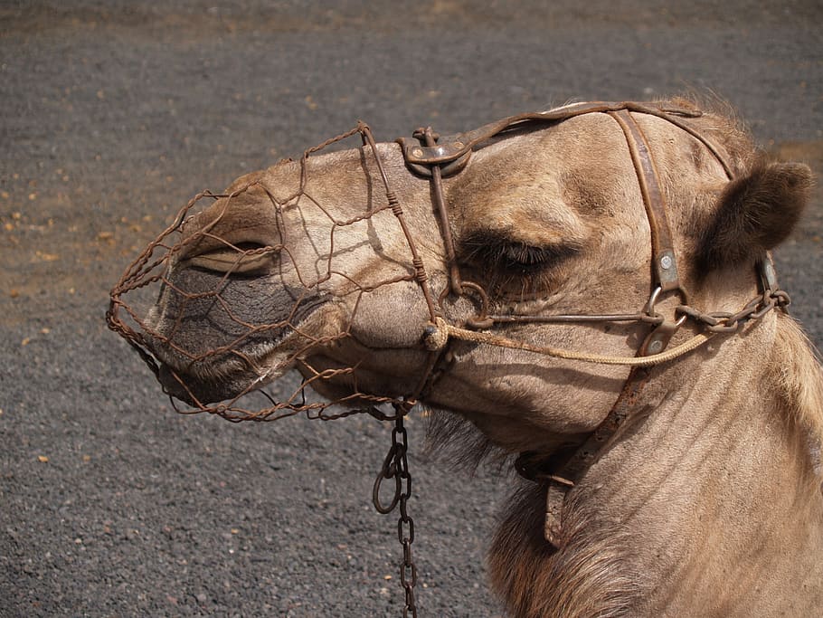 dromedaries, animals, lanzarote, animal themes, mammal, one animal HD wallpaper