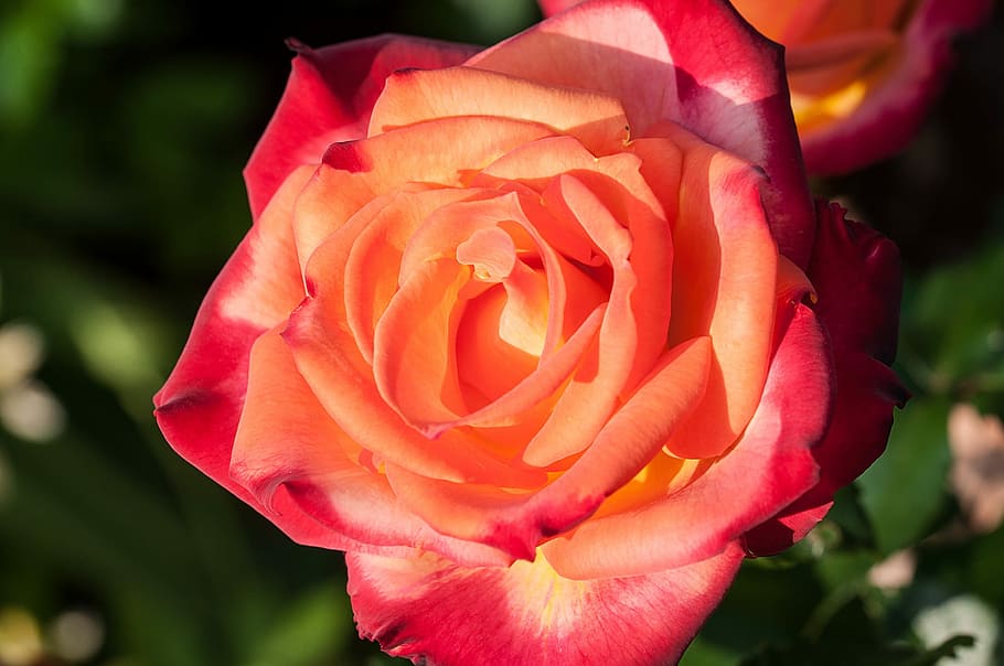 Flower, Orange, Red, Red, Orange, rose, orange red, blossom HD wallpaper