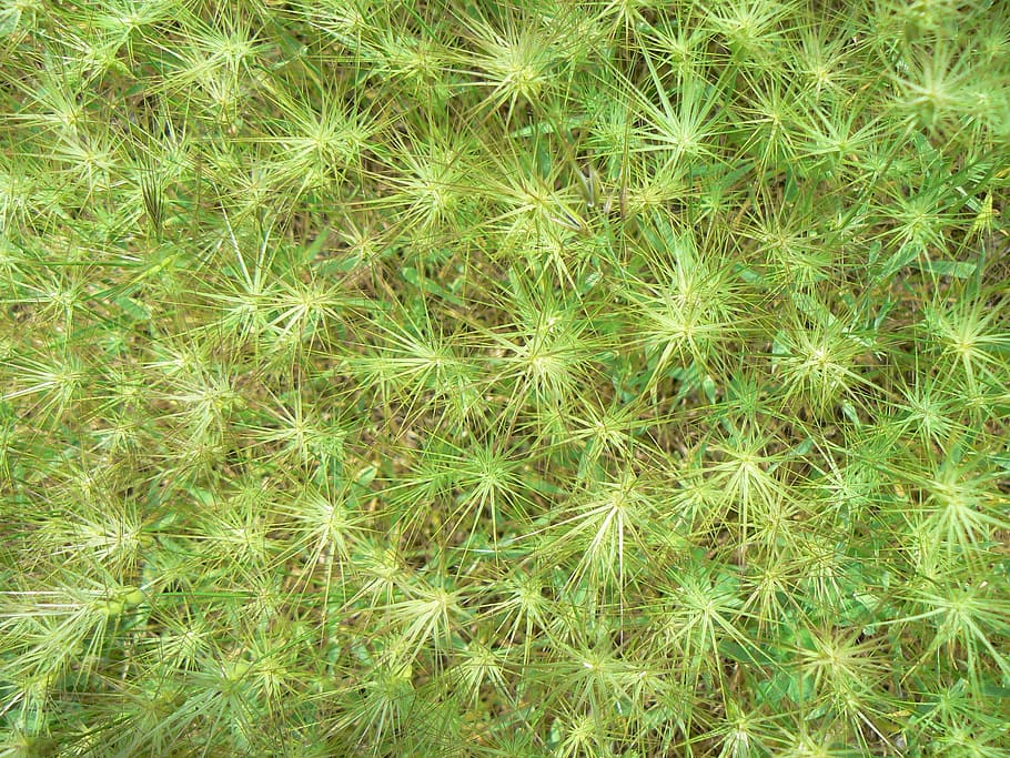 grass, star, green, texture, full frame, backgrounds, green color HD wallpaper