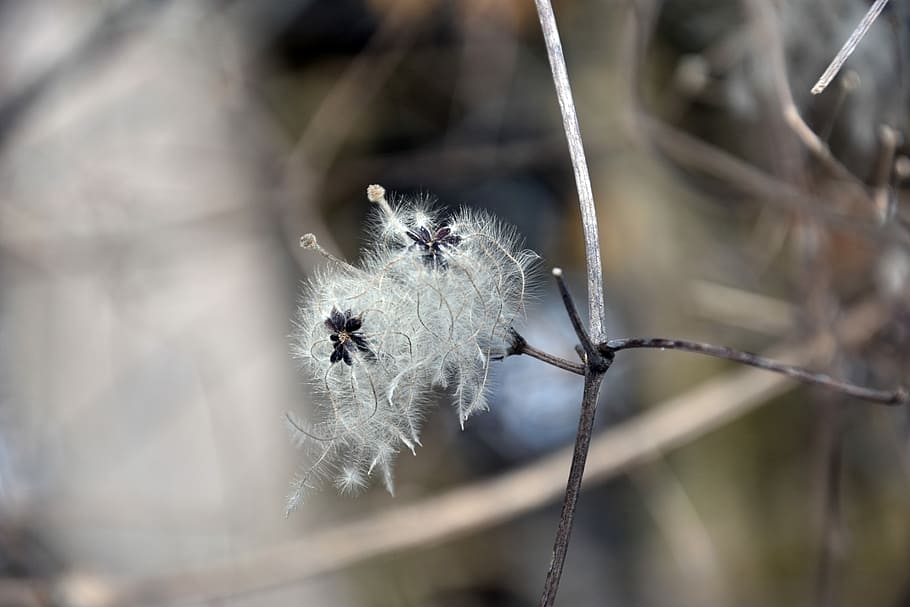 nature, frost, fragility, vulnerability, close-up, focus on foreground HD wallpaper