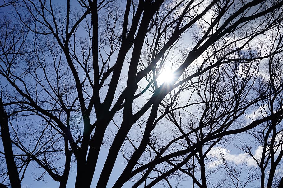 tree, branch, shadow, bare tree, sky, low angle view, sun, plant HD wallpaper