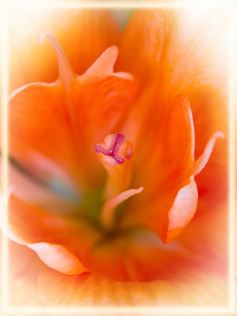 lily, orange, macro, close, flowers, blossom, bloom, frisch HD wallpaper