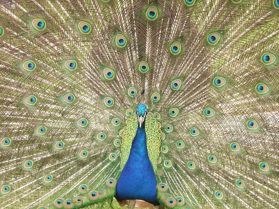 peacock, feathers, blue, colourful, bird, nature, display, beauty HD wallpaper