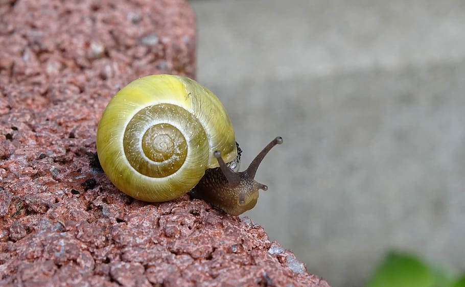 snail, shellfish, garden snail, view, housing, mollusk, gastropoda HD wallpaper
