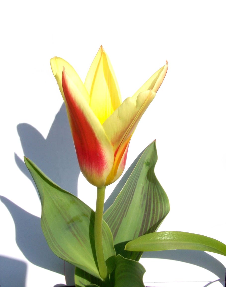 tulip, spring flower, two color, plant part, leaf, freshness HD wallpaper