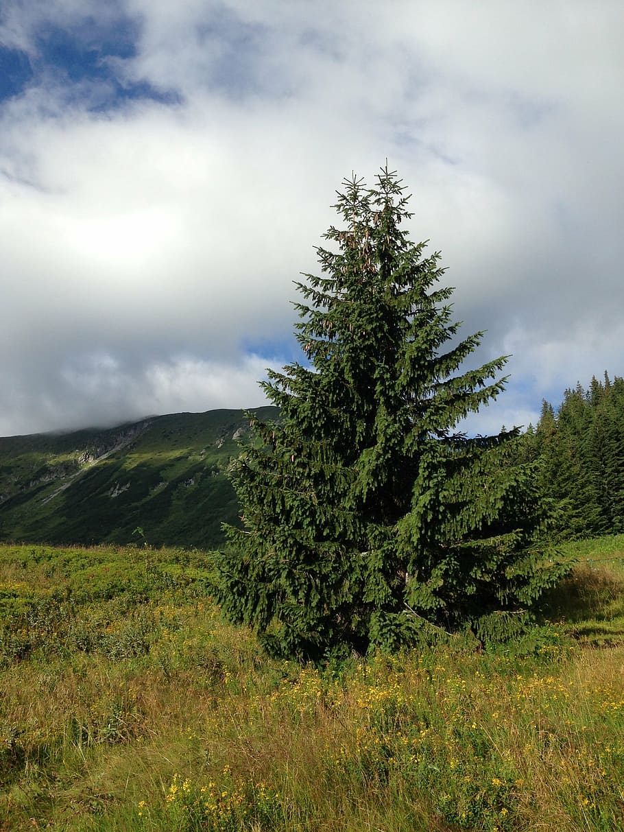 tree, mountains, nature, poland, landscape, tatry, plant, growth HD wallpaper