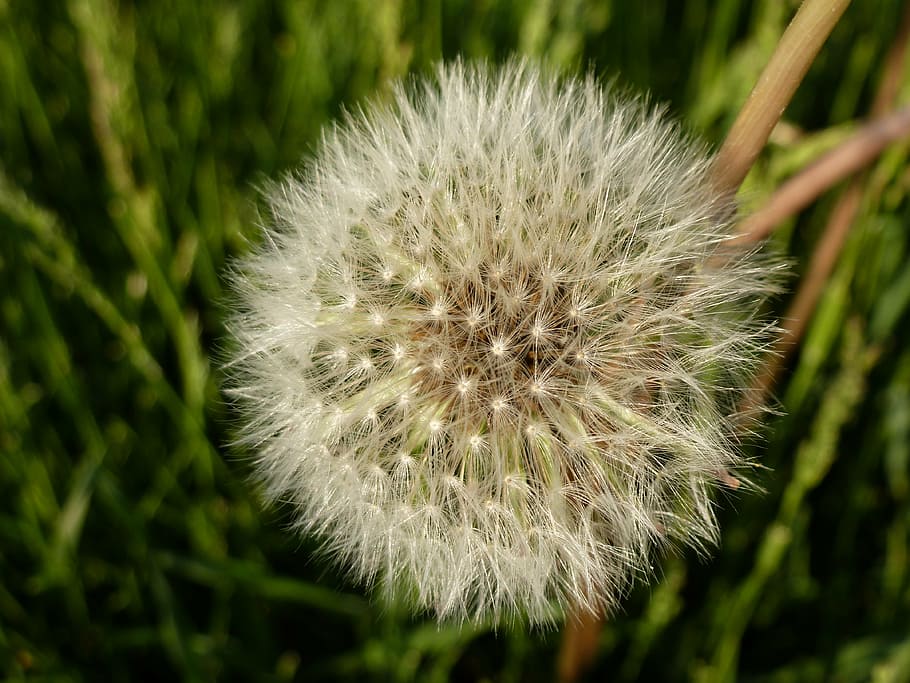 dandelion, nature, spring, flower, plant, summer, close-up HD wallpaper
