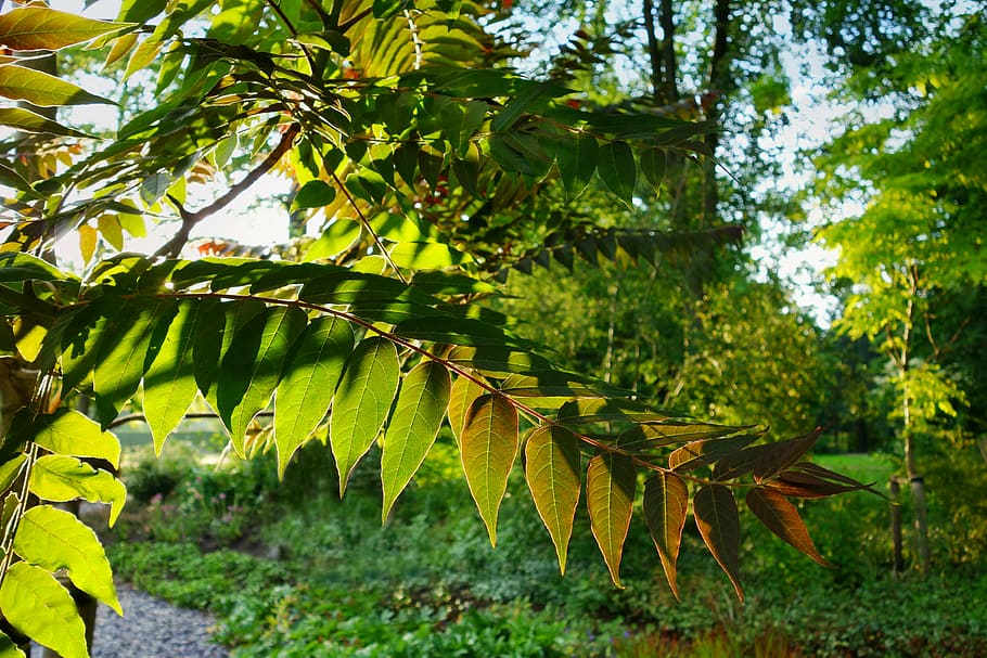 leaf, branch, foliage, leafy branch, bough, leaves, sun, bright HD wallpaper