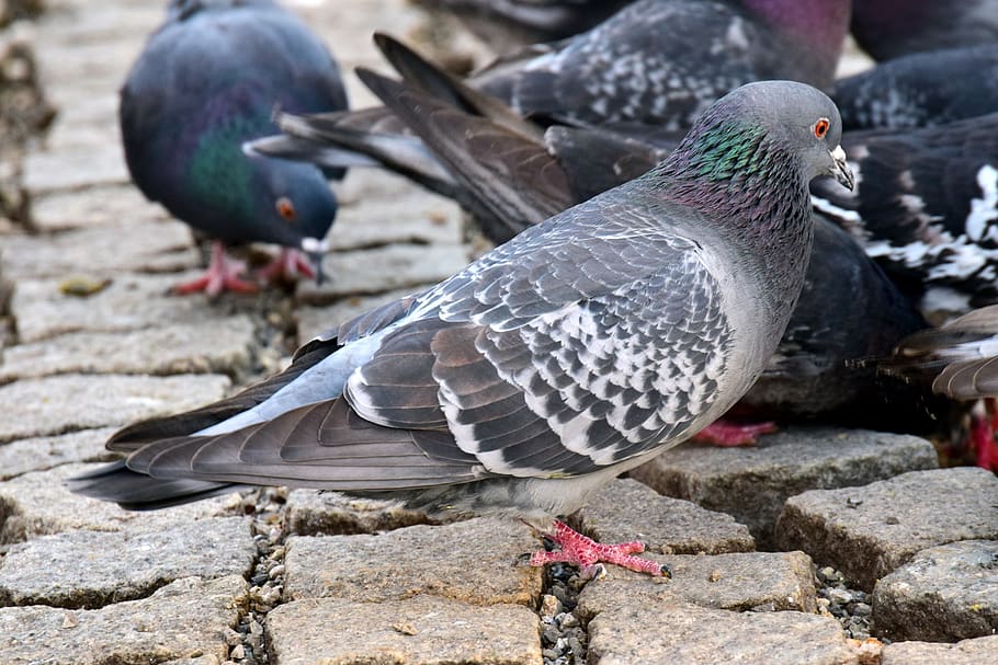 cobblestones, city, infestation of pigeons, flock of doves, HD wallpaper