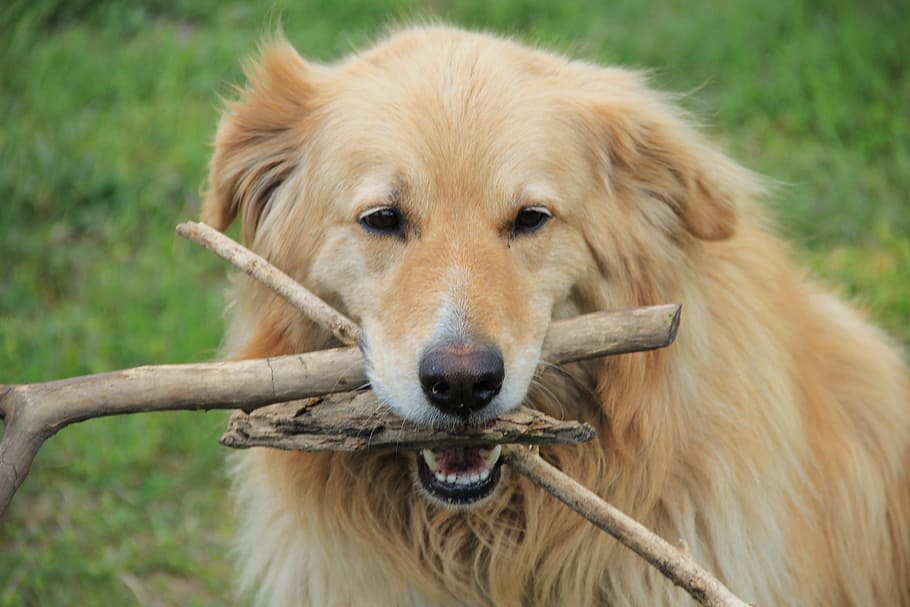 Dog, Game, Cant, Branches, one animal, animal themes, mammal HD wallpaper