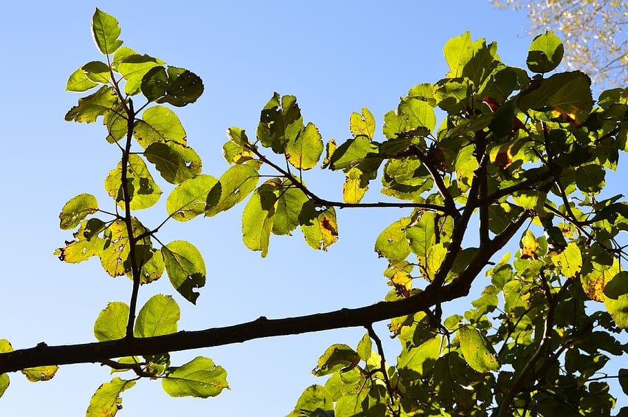 leaves, apple tree, green, sunlight, leaf, plant part, growth HD wallpaper