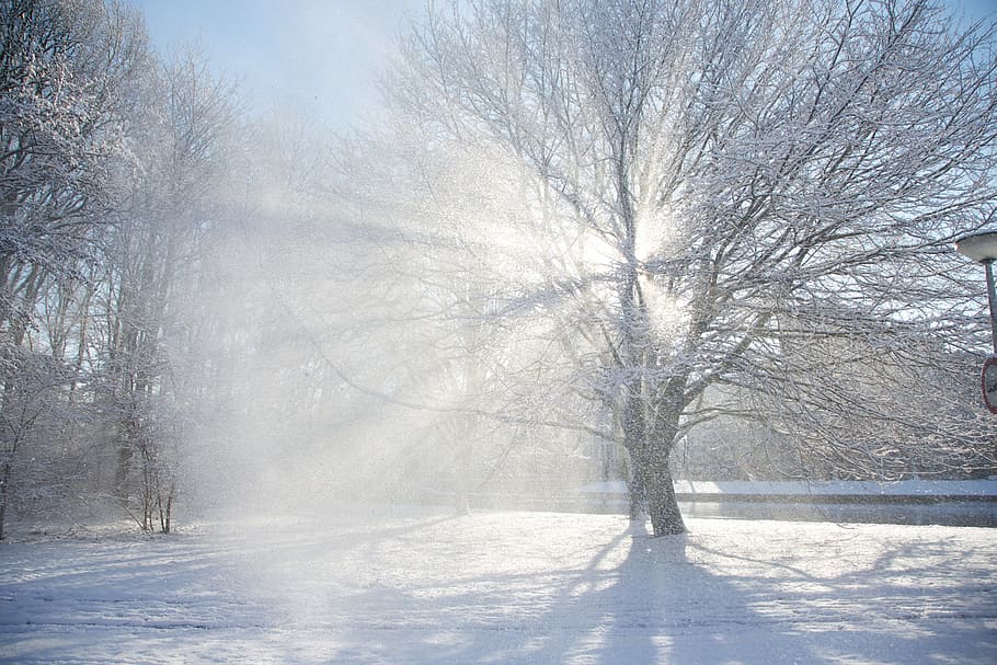 Tree, Snow, Winter, Sun, trees, the winter, shining, nature HD wallpaper