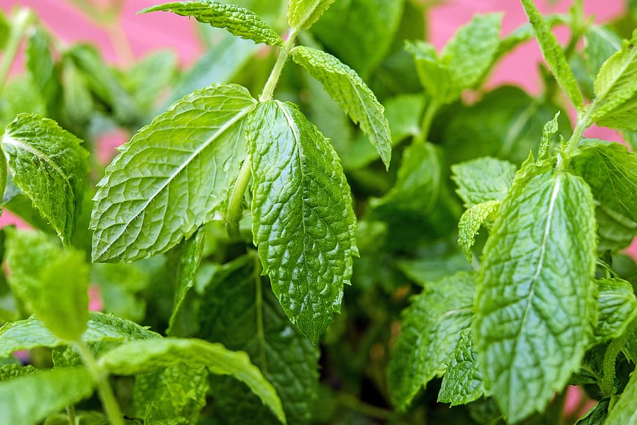 Peppermint leaves 1080P, 2K, 4K, 5K HD wallpapers free download