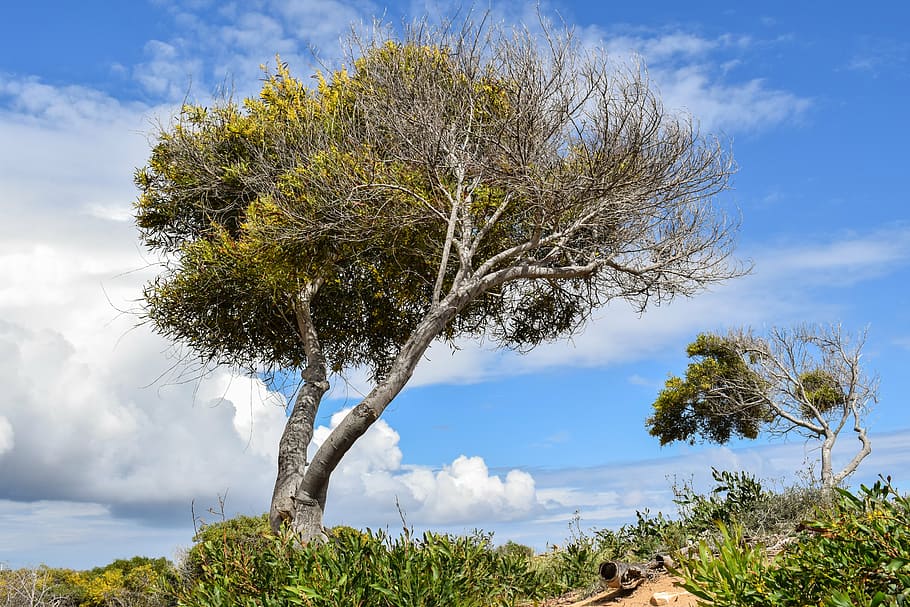 trees, dune, landscape, nature, sky, clouds, makronissos, ayia napa HD wallpaper