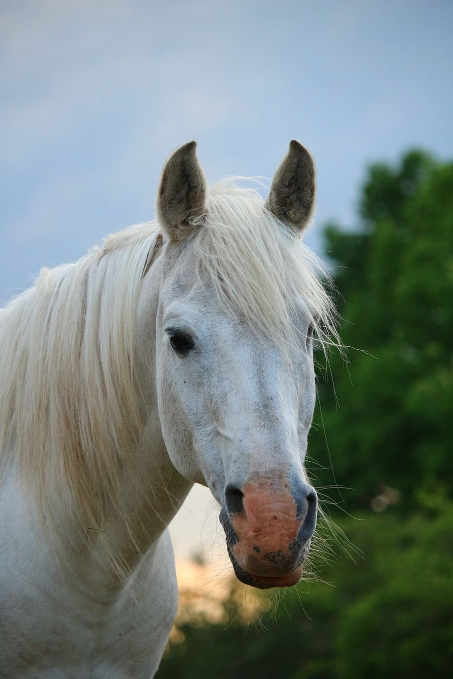 selective focus photography of white horse, stallion, mold HD wallpaper