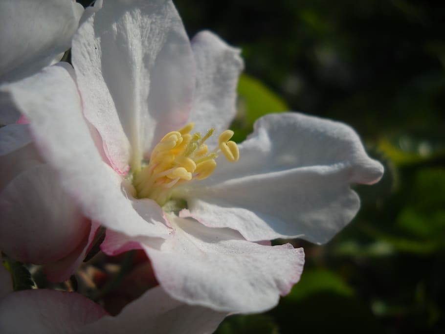 apple blossom, close, spring, apple tree, apple tree blossom HD wallpaper