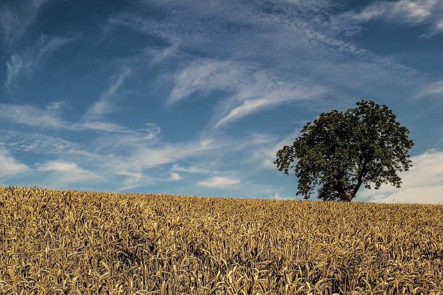 Tree, Field, Sky, Landscape, Nature, summer, clouds, fields HD wallpaper