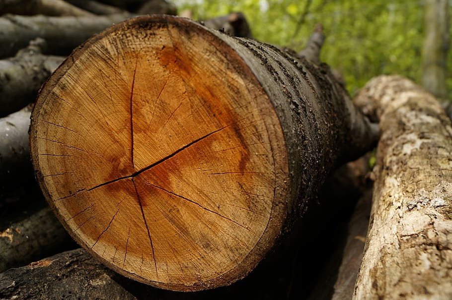 Wood, Log, Stump, Forest, Plant, Nature, pattern, tree stump HD wallpaper