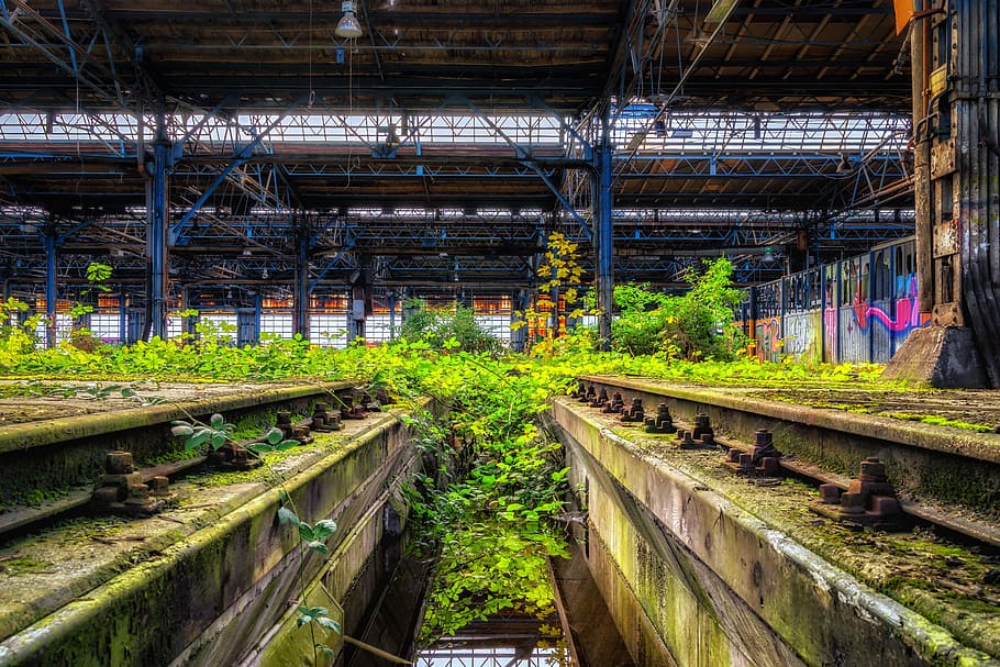 green leaf plants inside warehouse at daytime, lost places, hall, HD wallpaper