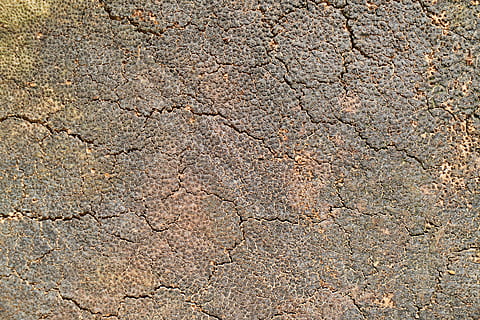 aba, surface, dirty, tree, texture, wood tissue, plant, nature HD wallpaper