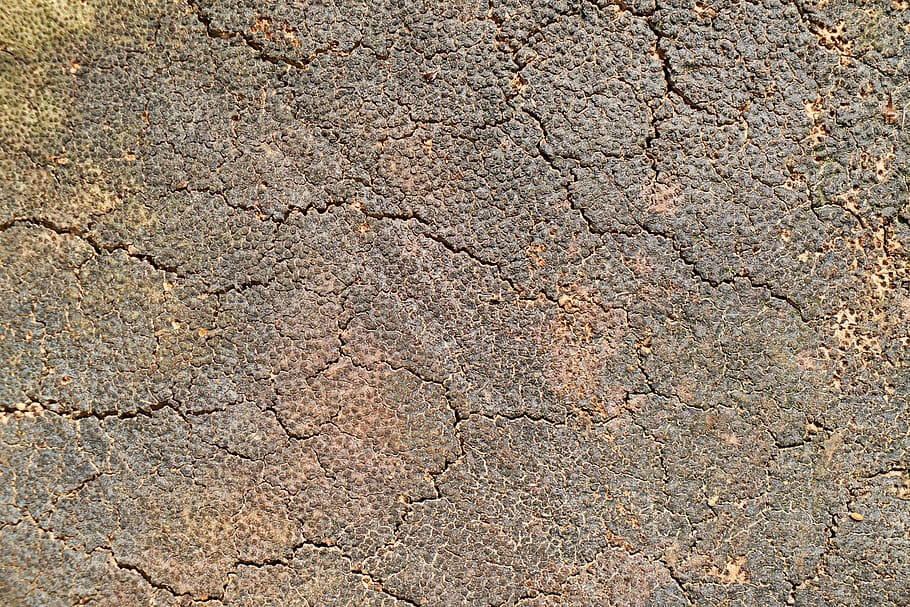 aba, surface, dirty, tree, texture, wood tissue, plant, nature HD wallpaper