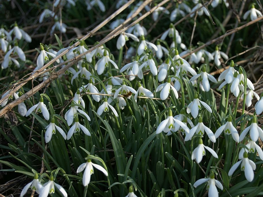snowdrop, snowflake, white, green, blossom, bloom, spring, signs of spring HD wallpaper