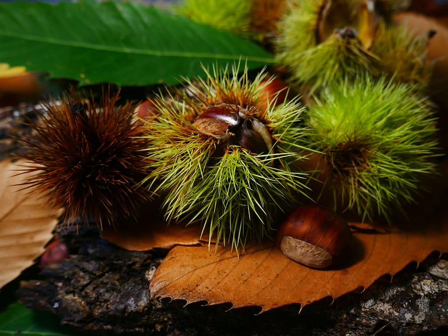 fall, chestnut, season, leaves, chestnuts, brown, october, fruit, HD wallpaper