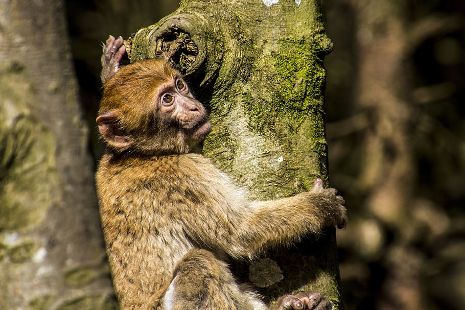 Barbary Ape, Monkey, Young Animal, young monkey, monkey mountain HD wallpaper